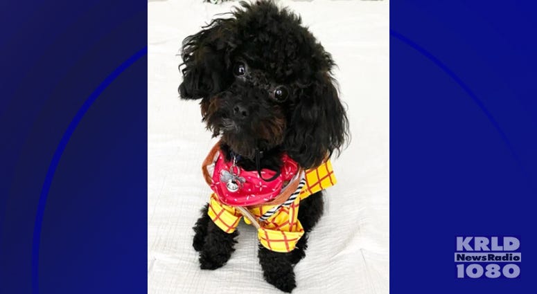 Emotional Support Poodle Oliver Emotional Support Poodle Oliver