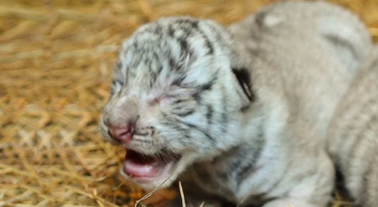 White Tiger Cub White Tiger Cub