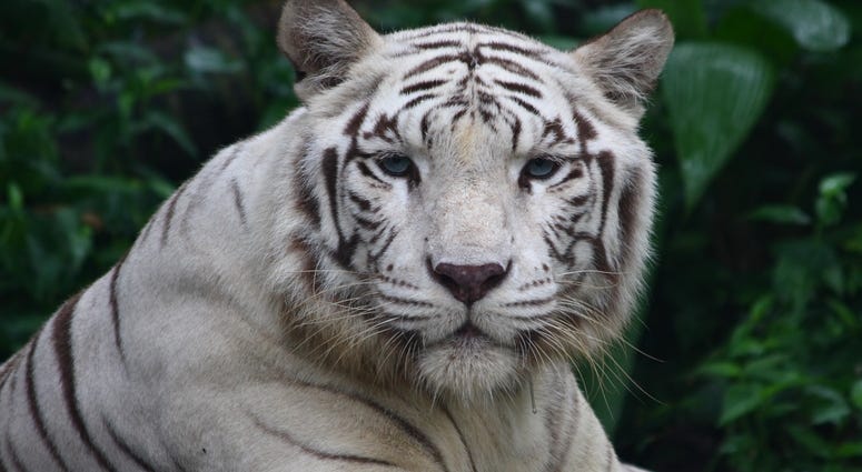 White Tiger White Tiger