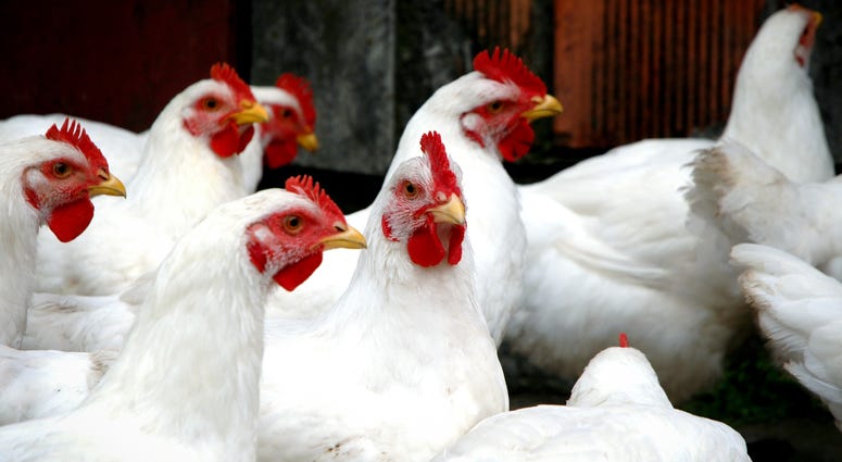 Chicken Chicken