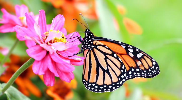 Monarch Butterfly Monarch Butterfly