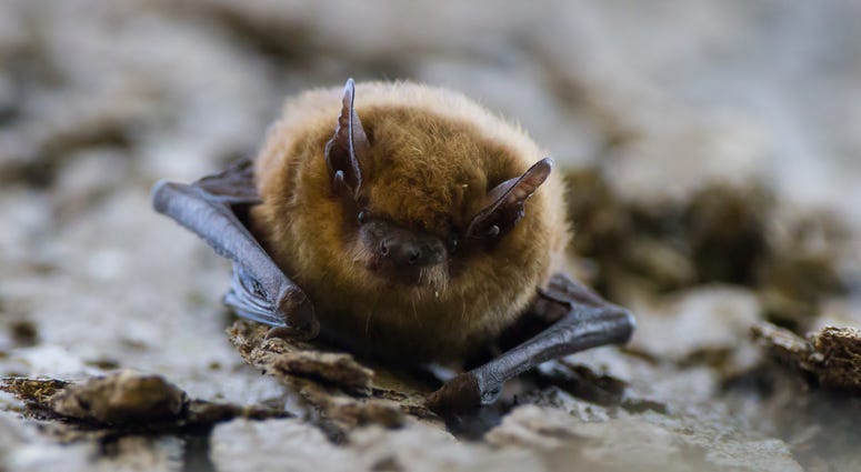 Bat Bat