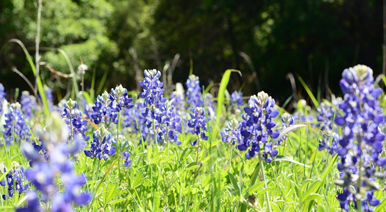 Bluebonnets Bluebonnet