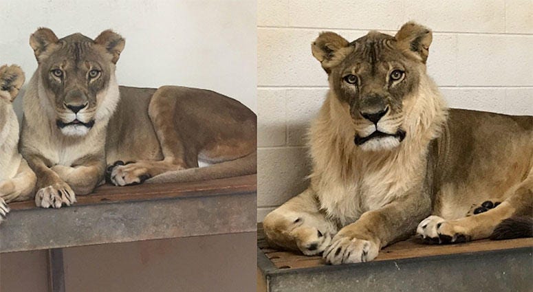 Bridget, a lioness that has grown a mane Bridget, a lioness that has grown a mane