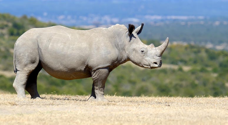 African White Rhino White Rhino