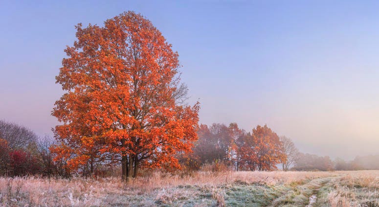 Frost In a Pasture Frost In a Pasture
