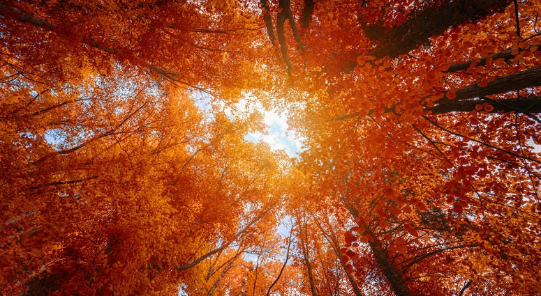 Fall Leaves Fall Leaves