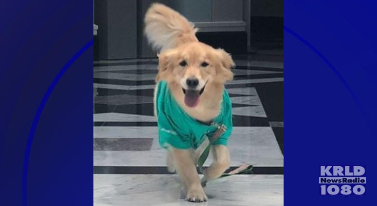 Cook Children's Hospital Therapy Dog Journey Cook Children's Hospital Therapy Dog Journey