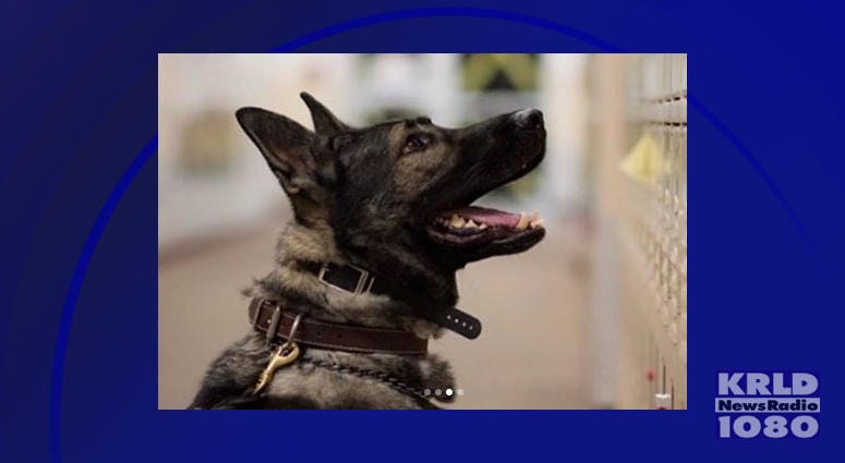Plano Police K9 Dio Plano Police K9 Dio