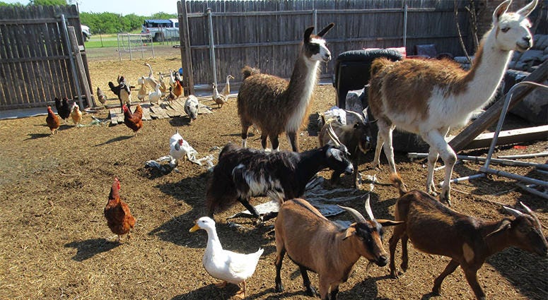 SPCA of Texas Provided Photo SPCA of Texas Provided Photo