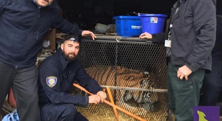 Houston animal control officers with the Tiger reported by dope-smoking squatters