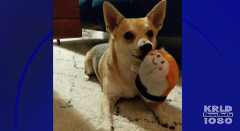 Dog Custody Battle Dog Custody Battle