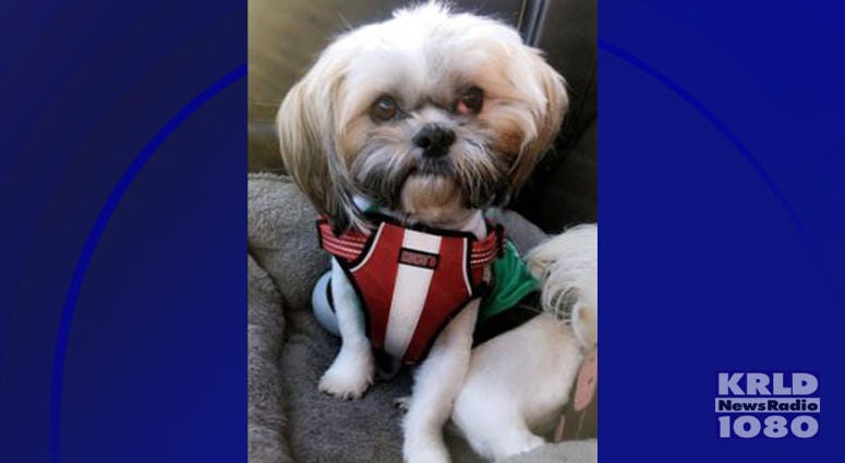 Missing Dog Prince Missing Dog Prince