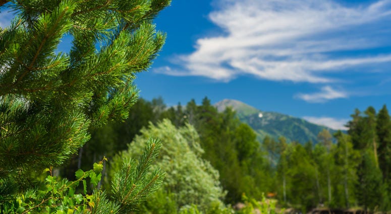 Cedar Trees, Mountains Cedar Trees, Mountains