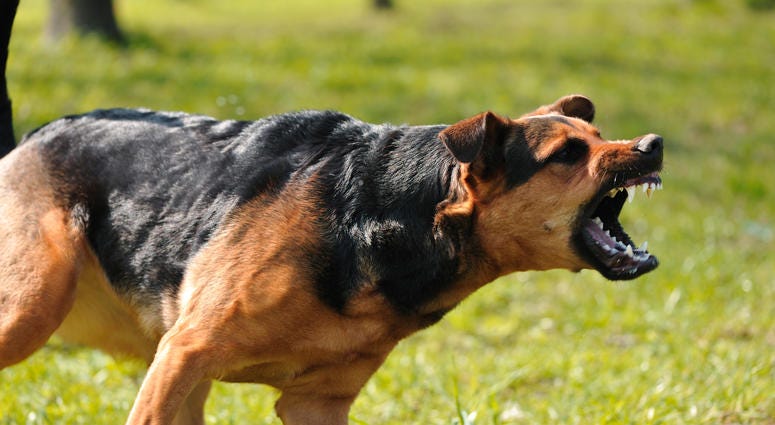 Dog Dog