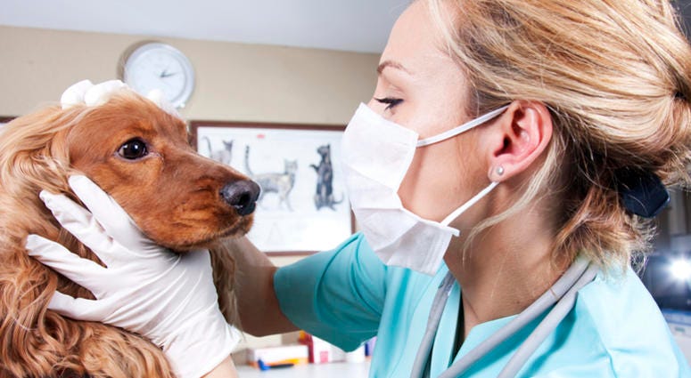 Veterinarian Veterinarian