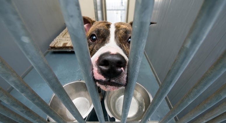 Dog, Animal Shelter Dog, Animal Shelter
