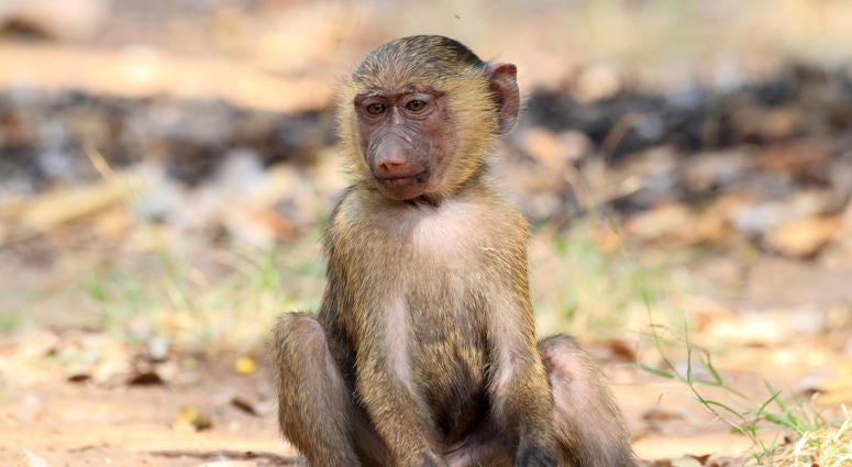 Olive Baboon. Savanna, national Olive Baboon. Savanna, national