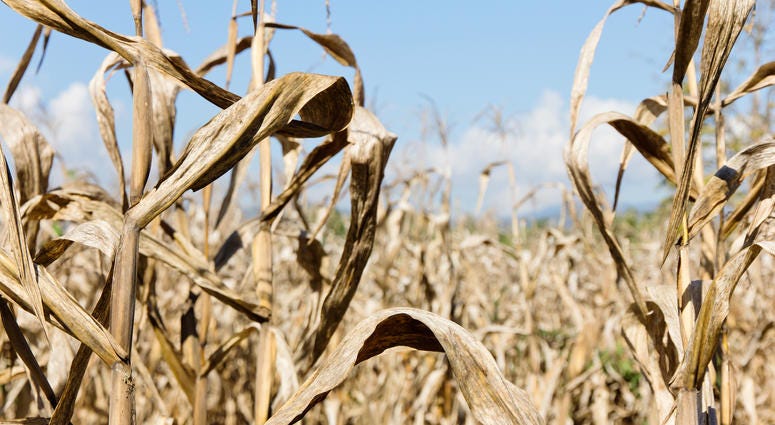 Drought, corn field Drought, corn field