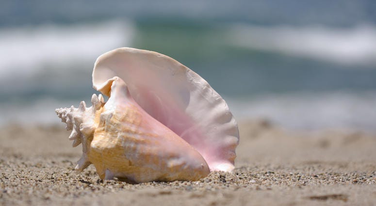 Conch shell Conch shell