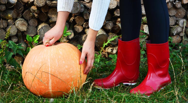 Pumpkin Pumpkin