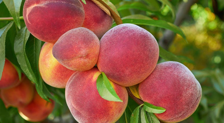 Peaches Peaches