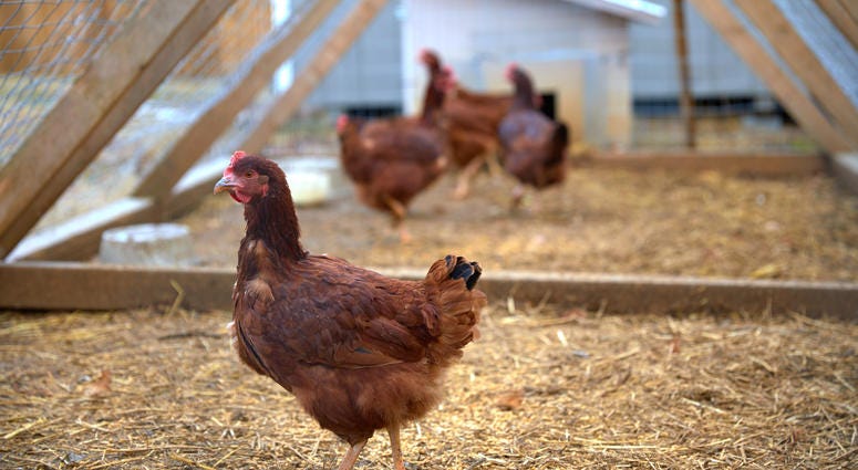 Chickens Chickens