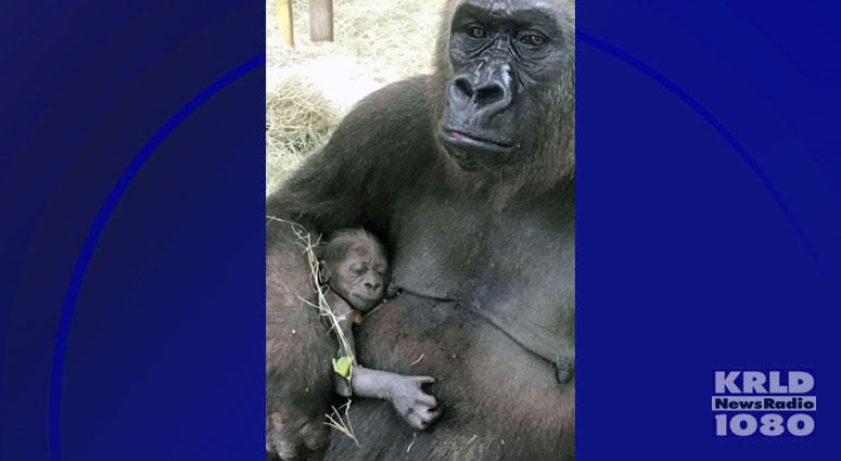 Gorilla Gorilla