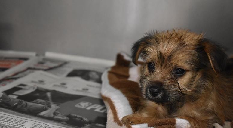 Houston Humane Society