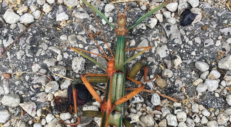 Walking Stick Walking Stick