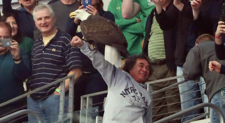 photo Credit: Kevin Jairaj-USA TODAY Sports bald eagle