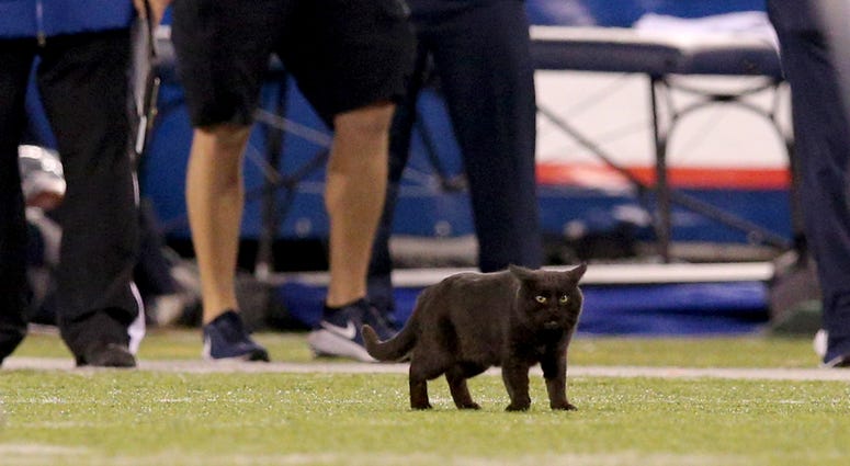 Black Cat at Cowboys vs Giants Black Cat at Cowboys vs Giants