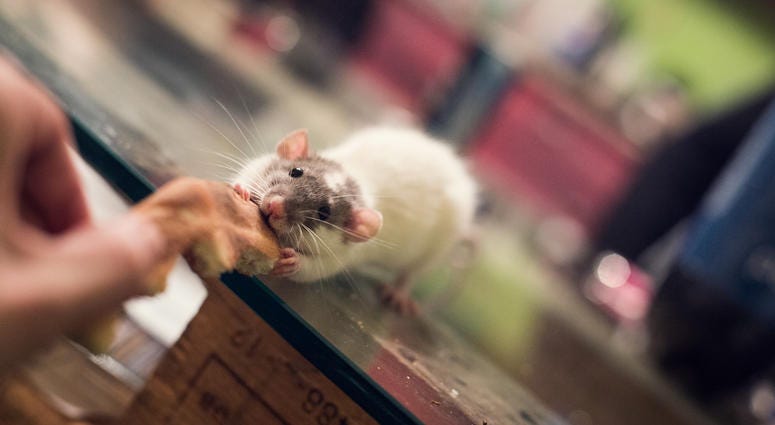 Pizza Rat Pizza Rat