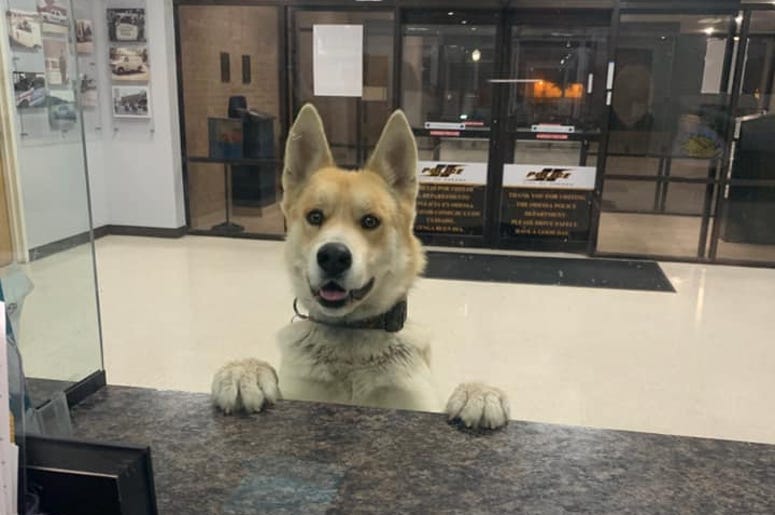 Chico the German SHepheard