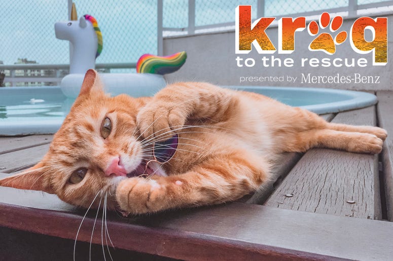 KROQ to the Rescue Cat