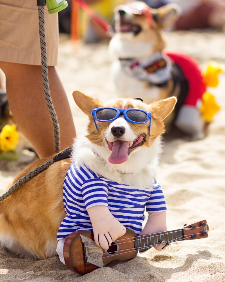 Corgi Beach Day Corgi Beach Day