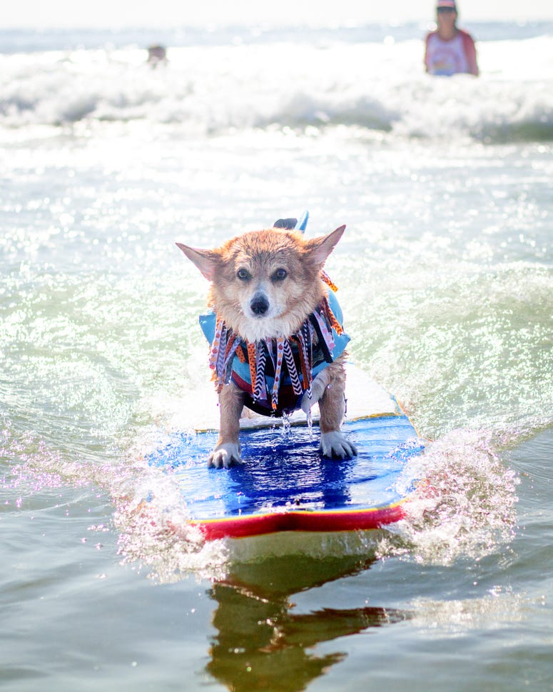 Corgi Beach Day Corgi Beach Day
