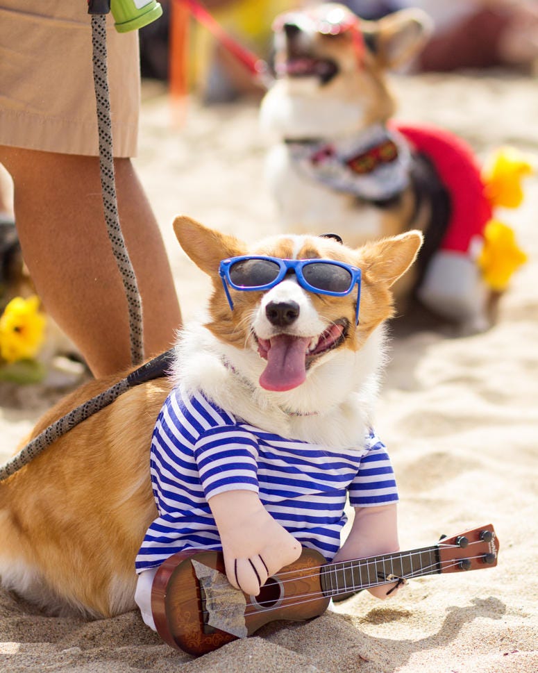 Corgi Beach Day Corgi Beach Day
