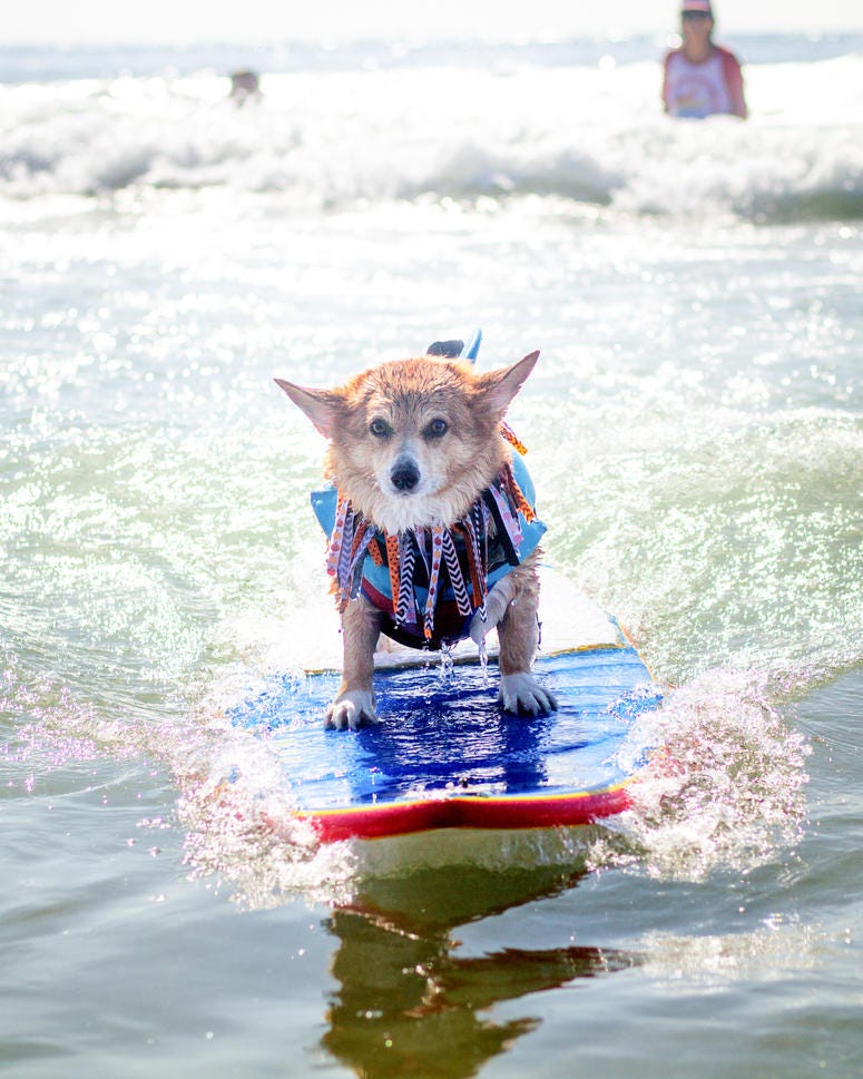Corgi Beach Day Corgi Beach Day