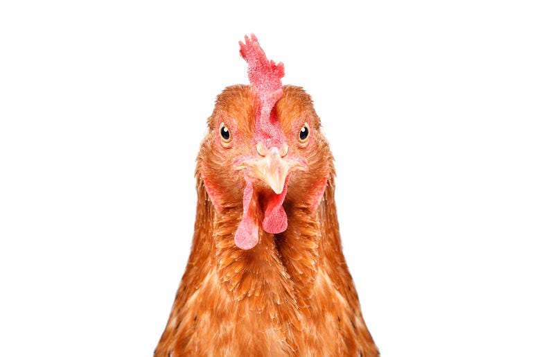 Chicken