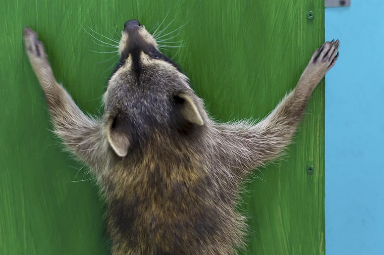 Beautiful raccoon jumps at the green wall in the zoo