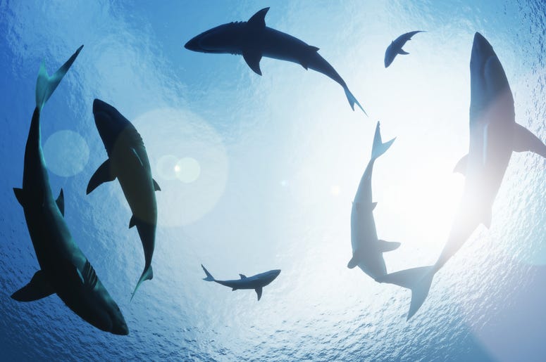 Sharks circling from above