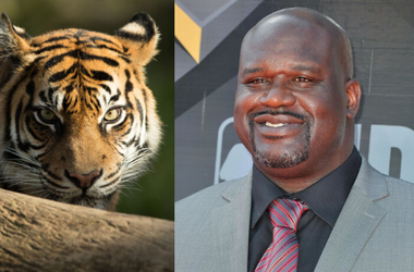 Shaq Tiger King