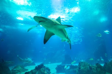 Shark