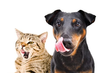 pets