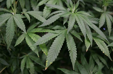 Marijuana