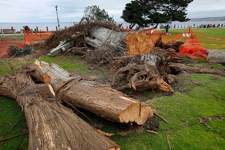 Monterey cypress tree that toppled in Ellen Browning Scripps Park last week in La Jolla, Calif. According to local legend, the tree inspired the "The Lorax" by Theodor "Dr. Seuss" Geisel