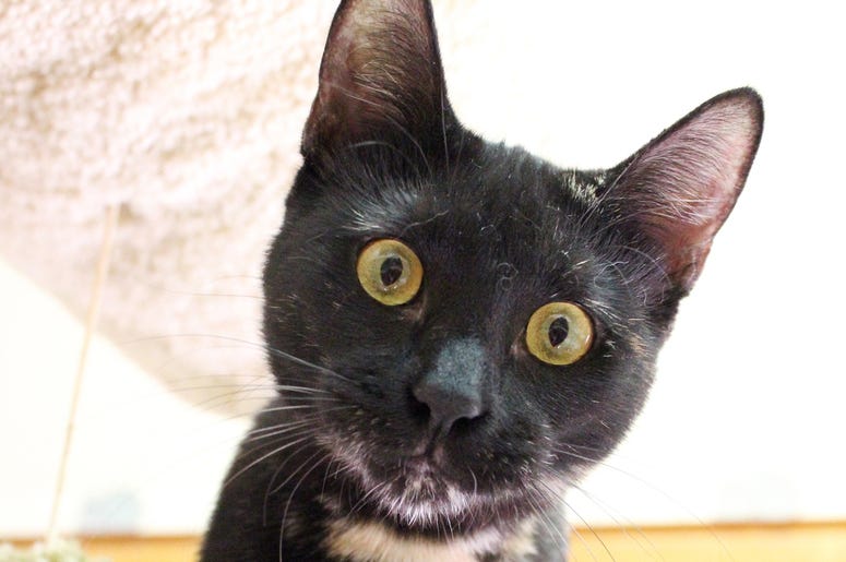 Kitten