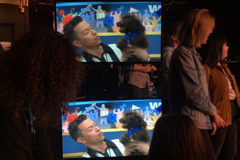 Puppy Bowl XVI