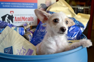AniMeals Food Drive